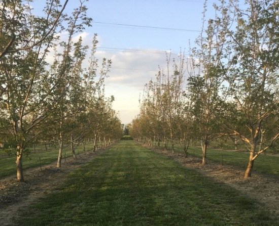 Gallery Azienda Agricola Sangiorgi